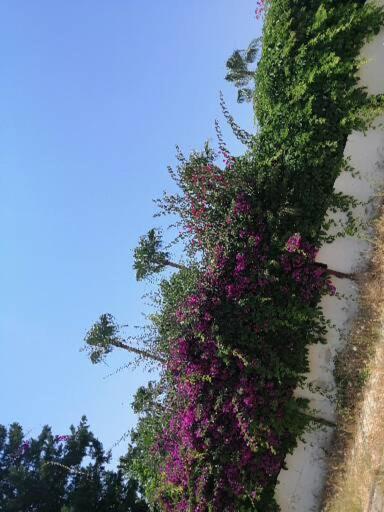 אלאניה Cimtur Tatil Sitesi 3+1 Villa מראה חיצוני תמונה